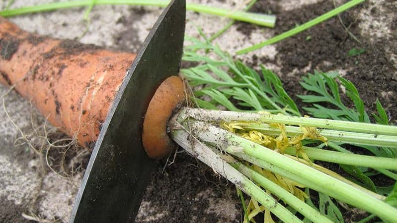 Preservar a colheita corretamente: como podar cenouras para armazenamento no inverno e por que isso é necessário