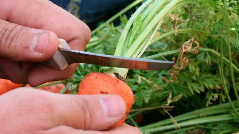 Preserving the harvest correctly: how to trim carrots for winter storage and why this is necessary