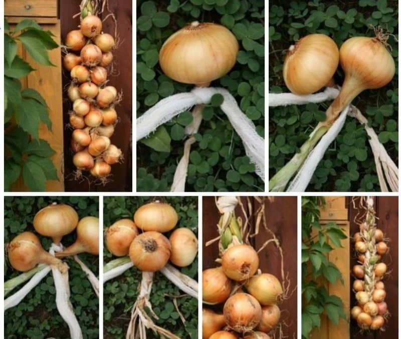 Step-by-step instructions: how to braid onions for storage