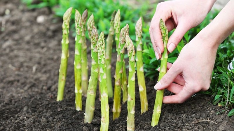 Come svernare gli asparagi: una guida passo passo alla preparazione del letto in giardino in autunno