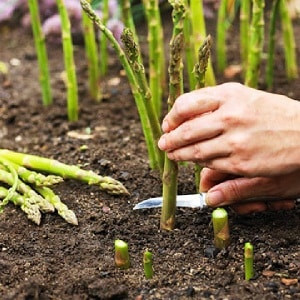 Cara Memasukkan Asparagus Musim Sejuk: Panduan Langkah demi Langkah untuk Persediaan Katil Taman Musim Gugur