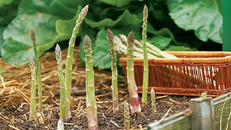 Come svernare gli asparagi: una guida passo passo alla preparazione del letto in giardino in autunno