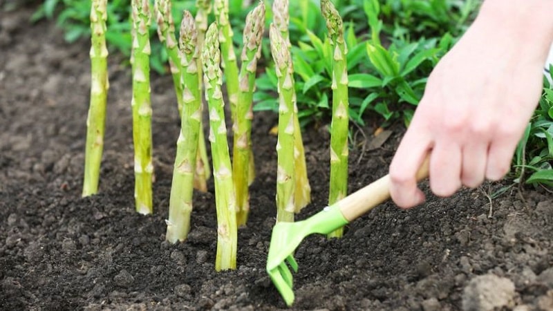 Com hivernar els espàrrecs: una guia pas a pas per preparar el llit del jardí de tardor