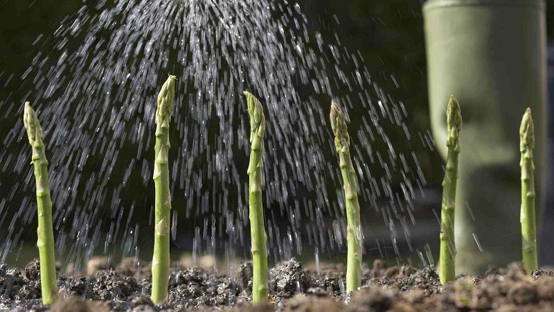 So machen Sie Spargel winterfest: Eine Schritt-für-Schritt-Anleitung für die Gartenbeetvorbereitung im Herbst