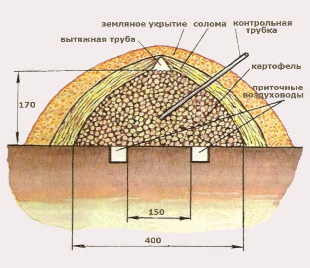 Come conservare correttamente le patate senza cantina nel terreno fino alla primavera