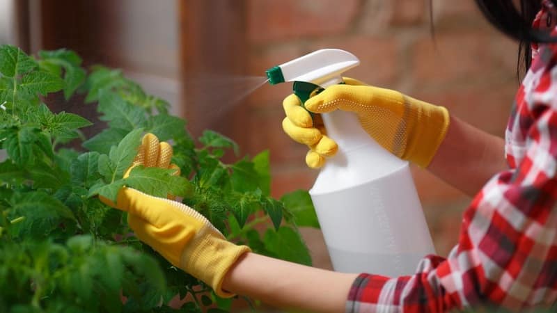 Wie man Milch, Jod und Wasser richtig zur Verarbeitung von Tomaten verwendet und wie sie nützlich sind