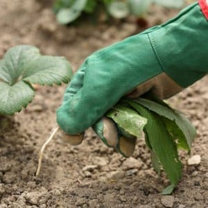 Cara Menyapu Racun Herbisida Pembunuh Rumpai pada Kentang