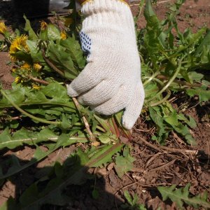 How to Apply Weed Killer Herbicides to Potatoes