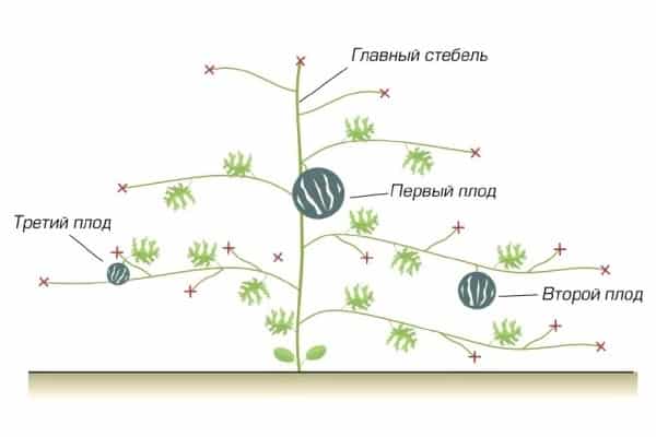 Корак по корак упутства за баштоване почетнике: како штипати лубенице на отвореном тлу