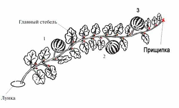 Soli pa solim instrukcijas iesācējiem dārzniekiem: kā saspiest arbūzus atklātā zemē