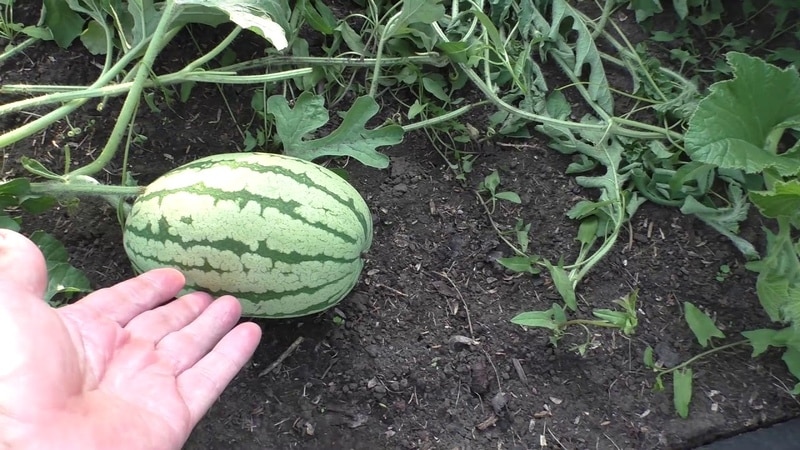 Vad är bra med vattenmelon utan frön, vilka sorter finns det och hur man odlar den