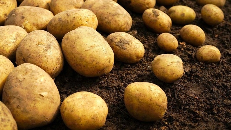 Cómo comprobar la presencia de cadmio en las patatas y por qué es peligroso para los humanos