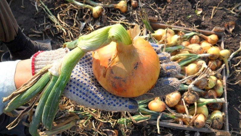 Návod krok za krokem, jak uchovat cibulové sady až do jara doma