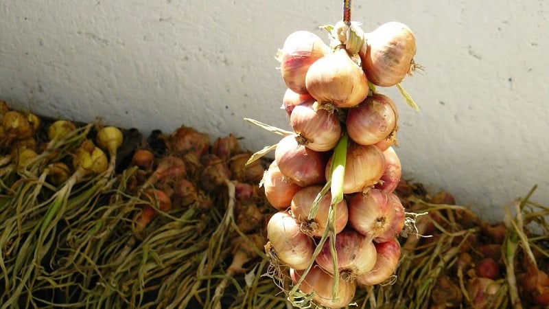 Návod krok za krokem, jak uchovat cibulové sady až do jara doma