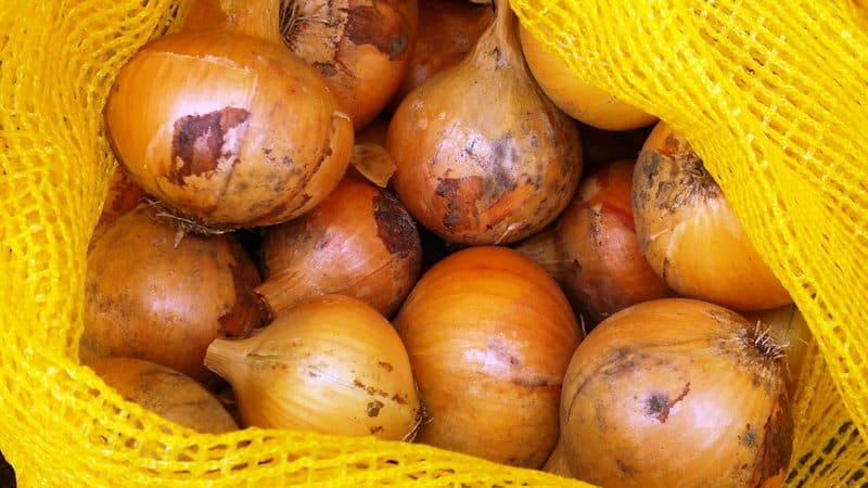 Kenmerken van het kweken en planten van plantuien