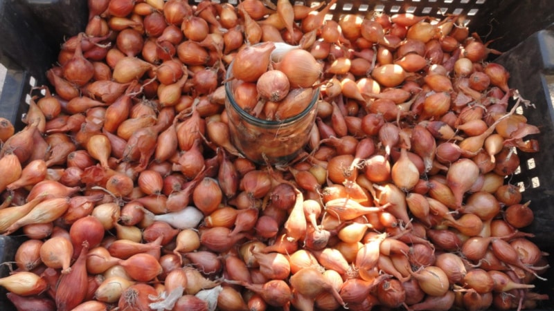 Kenmerken van het kweken en planten van plantuien