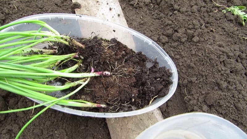 Jak pěstovat cibuli nigella: výsadba a péče v otevřeném terénu krok za krokem