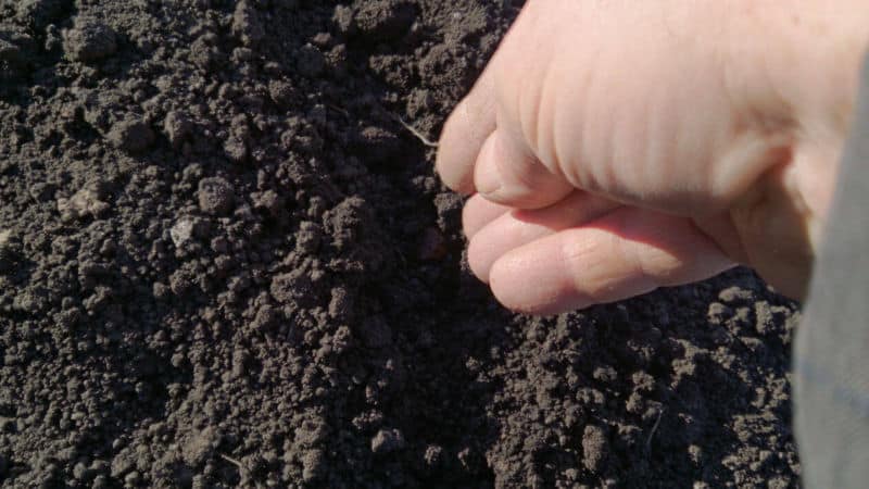 Hvordan dyrke nigella-løk: planting og stell i åpen mark trinn for trinn