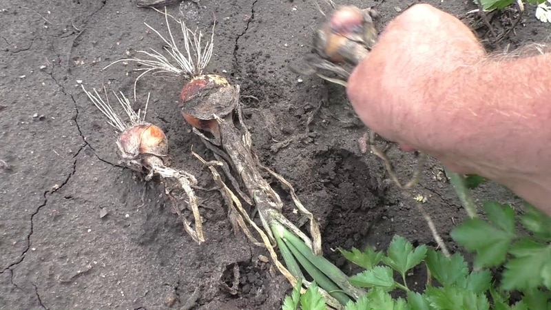 Hvordan dyrke nigella-løk: planting og stell i åpen mark trinn for trinn