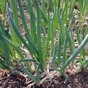 Hoe u een ui kunt laten groeien: planten en verzorgen in de volle grond vóór de winter