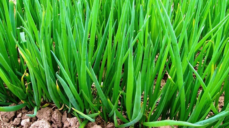 Wie man Zwiebeln anbaut: Vor dem Winter im Freiland pflanzen und pflegen