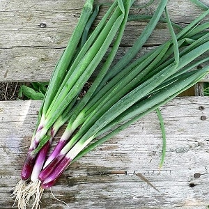 Hoe u een ui kunt laten groeien: planten en verzorgen in de volle grond vóór de winter