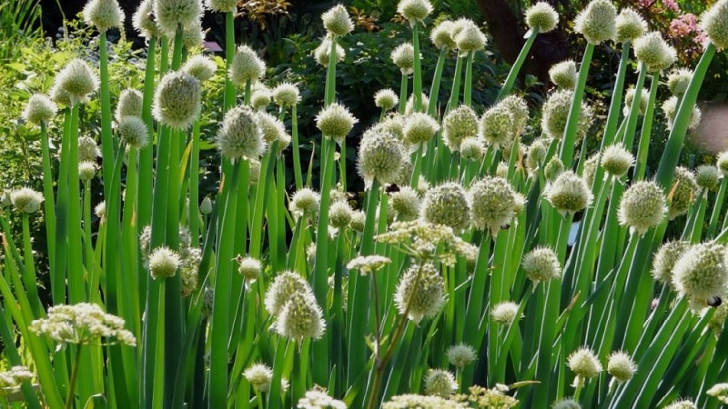 Hoe u een ui kunt laten groeien: planten en verzorgen in de volle grond vóór de winter