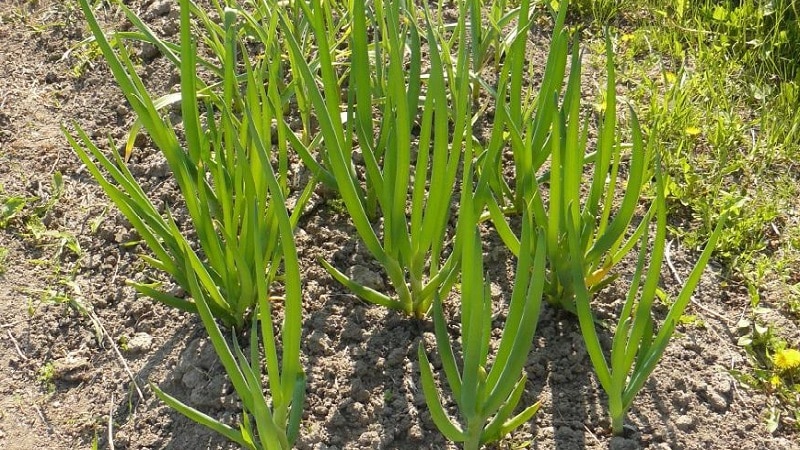 Hoe u een ui kunt laten groeien: planten en verzorgen in de volle grond vóór de winter