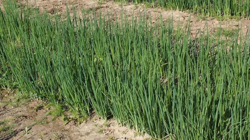 Hoe u een ui kunt laten groeien: planten en verzorgen in de volle grond vóór de winter