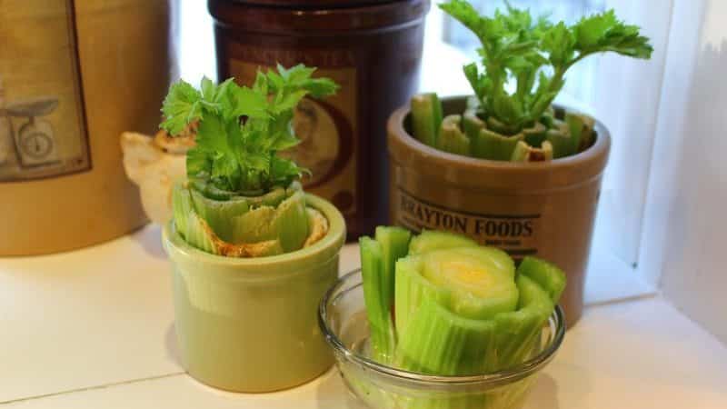 Guía paso a paso: cómo cultivar apio en casa en el alféizar de una ventana y qué se necesita para ello