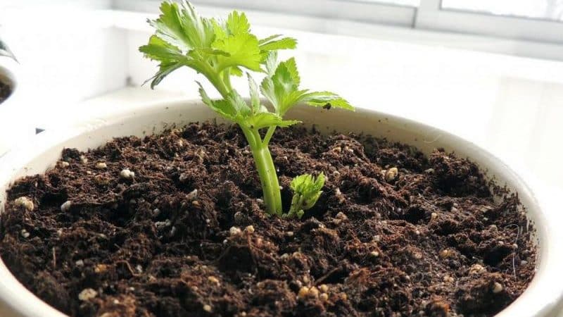 Guía paso a paso: cómo cultivar apio en casa en el alféizar de una ventana y qué se necesita para ello