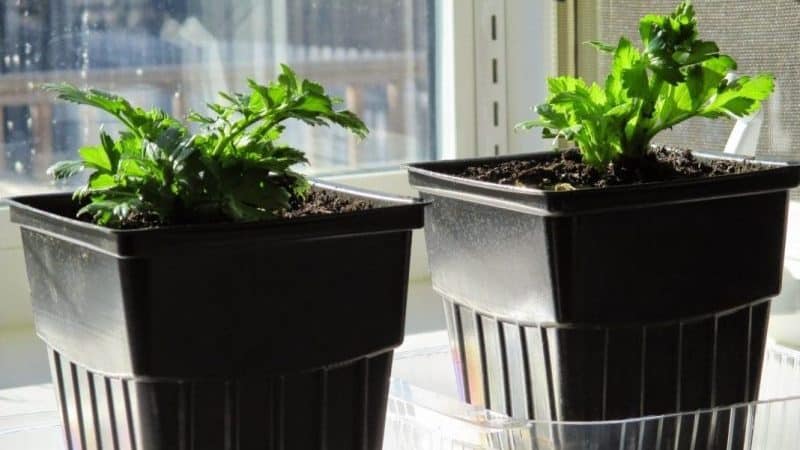 Step-by-step guide: how to grow celery at home on a windowsill and what you need for this