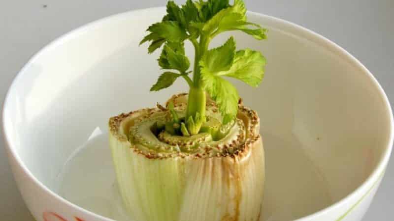 Step-by-step guide: how to grow celery at home on a windowsill and what you need for this