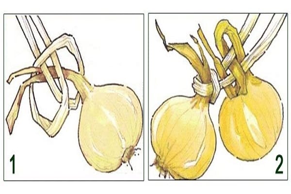 Step-by-step instructions: how to braid onions for storage