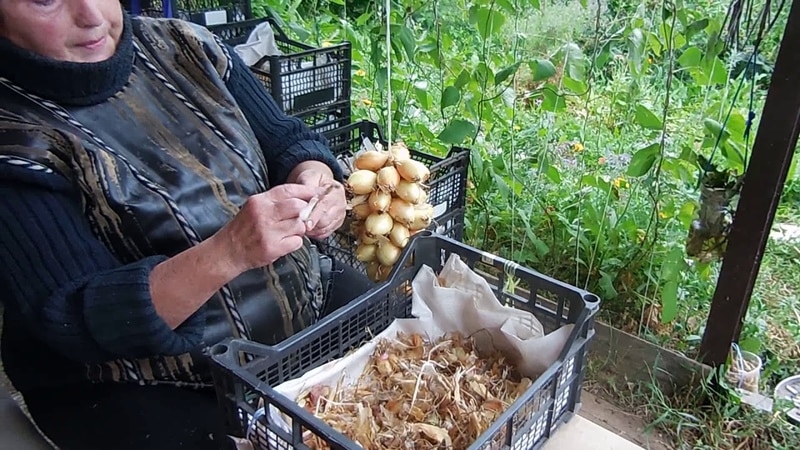 Pokyny krok za krokom: ako zapliesť cibuľu na uskladnenie