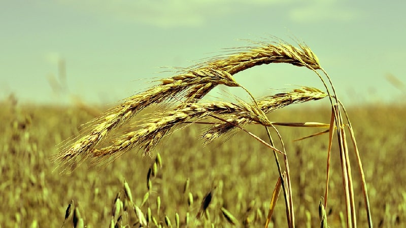 ¿Cuál es la tecnología para el cultivo del centeno de invierno y su rendimiento final?