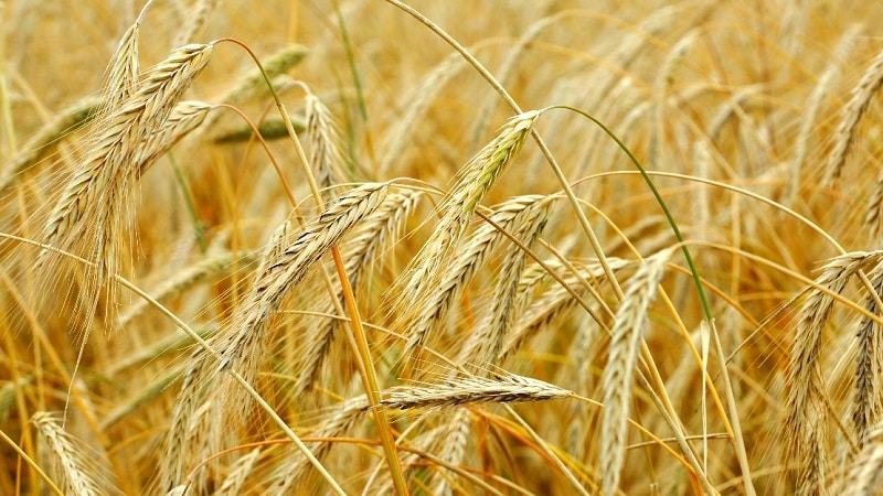 What is the technology for cultivating winter rye and its final yield?