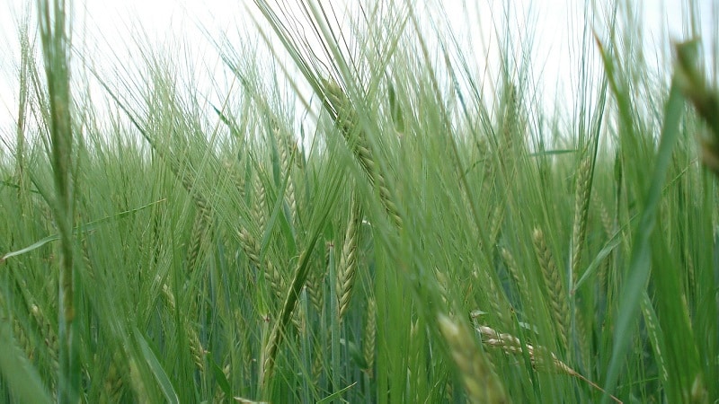 ¿Cuál es la tecnología para el cultivo del centeno de invierno y su rendimiento final?