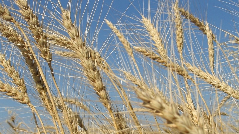 Ano ang teknolohiya para sa paglilinang ng winter rye at ang huling ani nito?