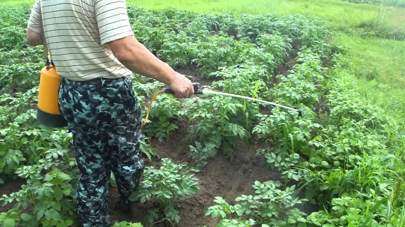 Kakšen kaliber krompirja obstaja (tabela) in kaj to pomeni?