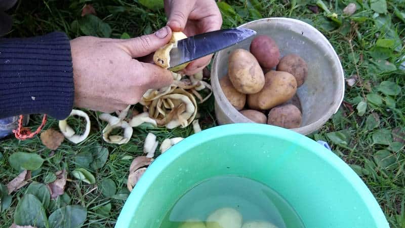 Pour quelles plantes les épluchures de pommes de terre peuvent-elles être utilisées comme engrais ?