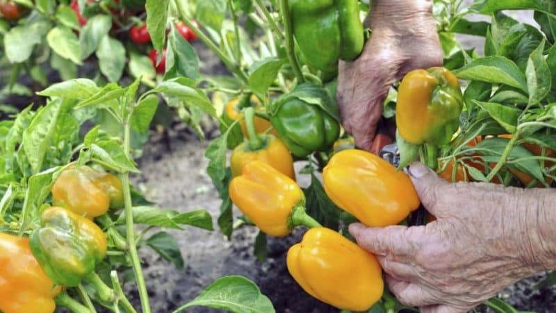 Cuándo cosechar pimientos en invernadero: determinar el grado de madurez del cultivo y cosecharlo correctamente y a tiempo