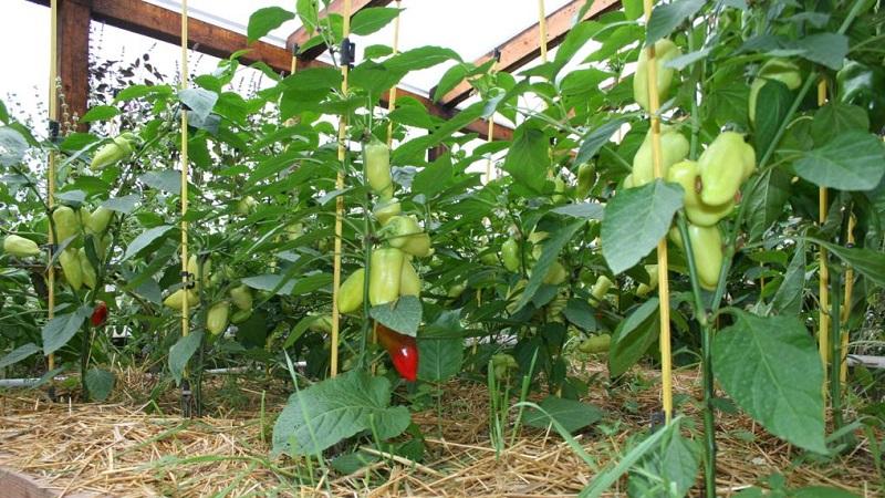 Kailan mag-aani ng mga sili sa isang greenhouse: matukoy ang antas ng kapanahunan ng pananim at anihin ito nang tama at sa oras