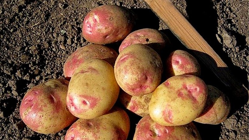 Le migliori varietà di patate precoci: Orchid, Lady Claire, Assol e altre