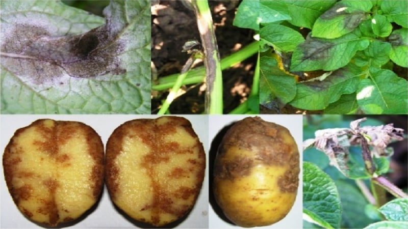 Las mejores variedades tempranas de patatas: Orchid, Lady Claire, Assol y otras.