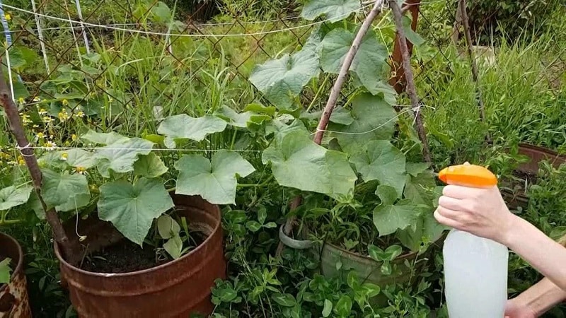 Geriausi receptai, kaip maitinti agurkus pienu ir jodu