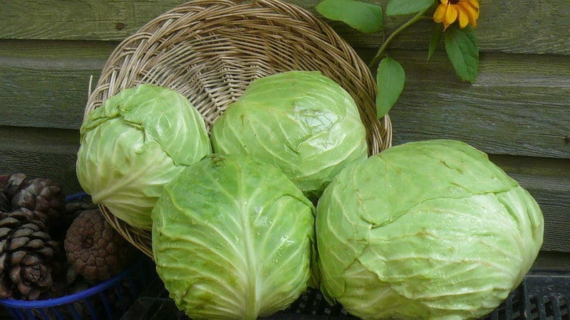 De beste oppskriftene for å tilberede kål i tomatjuice til vinteren uten sterilisering