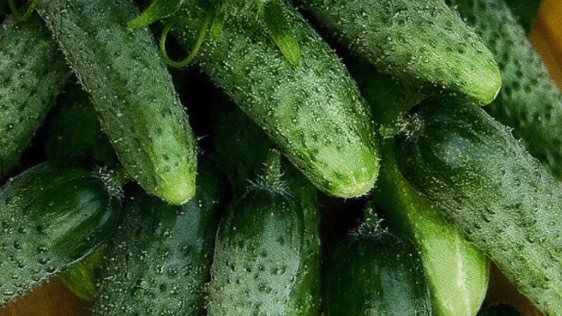 Ang pinakamahusay na self-pollinating varieties ng mga pipino para sa bukas na lupa