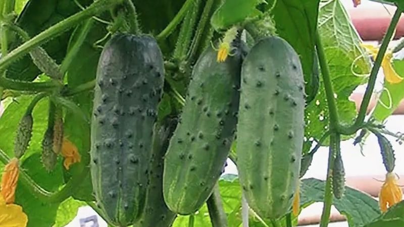 Ang pinakamahusay na self-pollinating varieties ng mga pipino para sa bukas na lupa