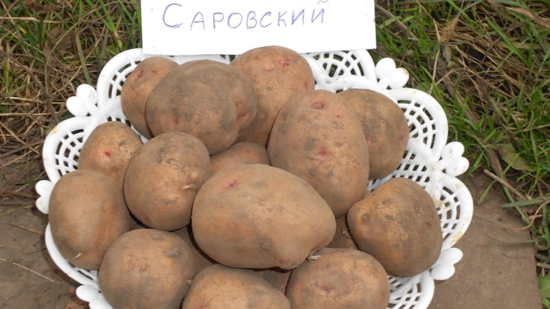 The best Siberian potato varieties and useful tips for growing them